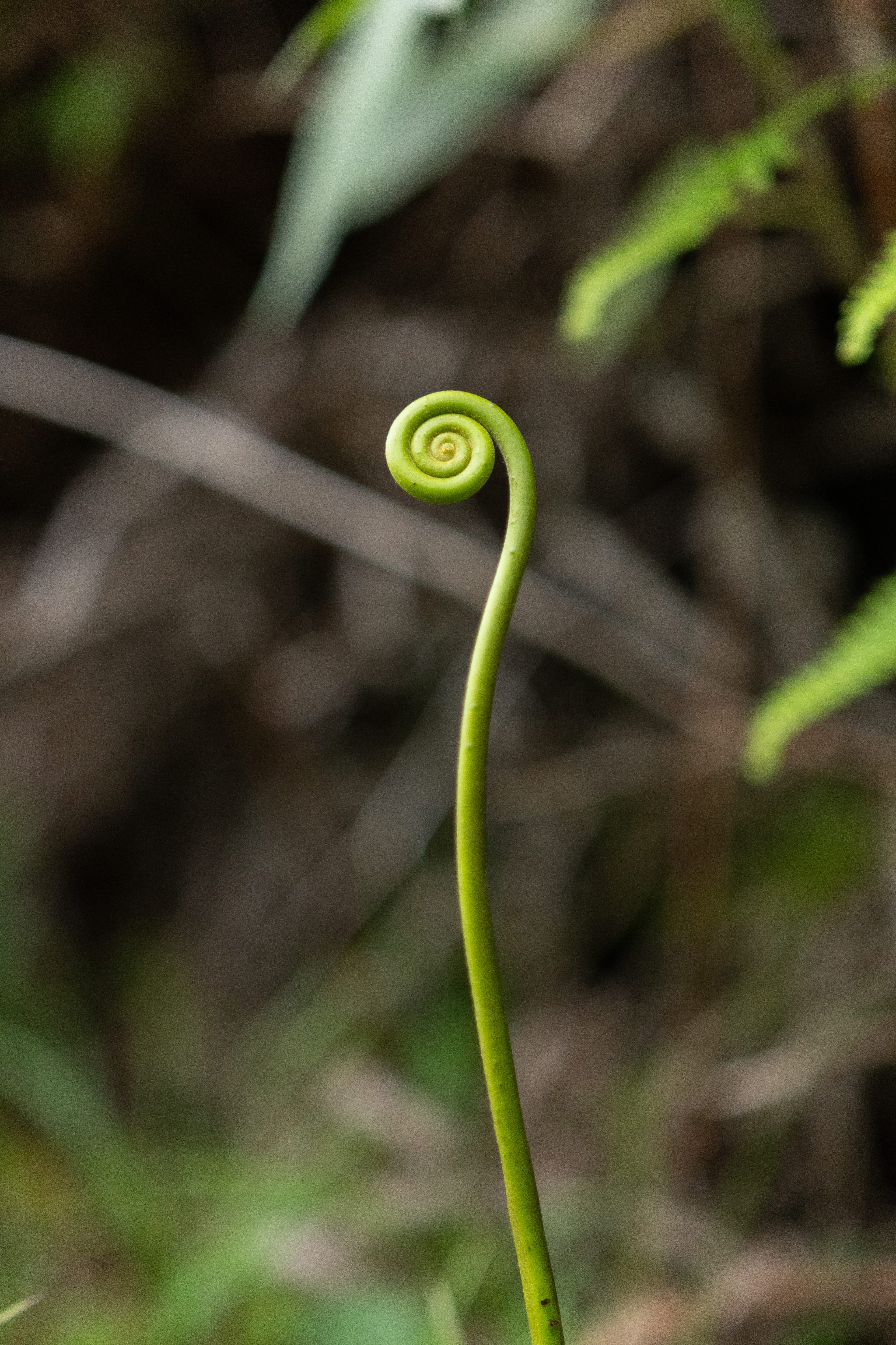 NATURALEZA